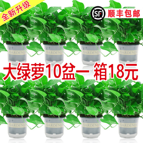 绿萝盆栽室内新房家用水培绿植