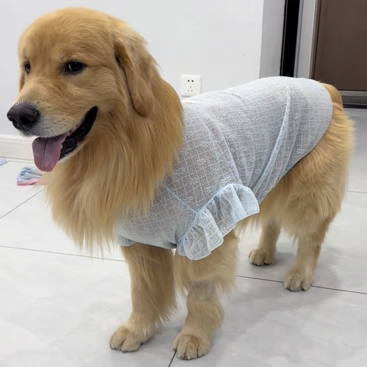 大型犬衣服薄款透气夏防掉毛金毛拉布拉多边牧萨摩耶2025新款背心图片