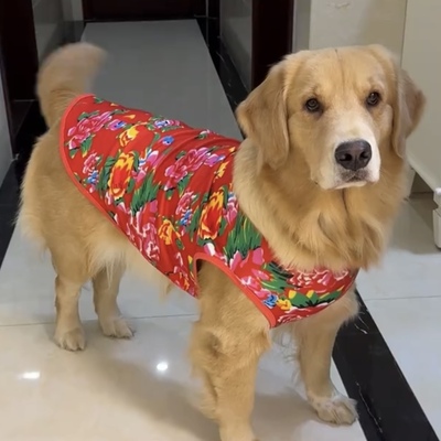狗狗衣服秋季大型犬喜庆萨摩耶边牧阿拉斯加拉布拉多金毛大狗背心