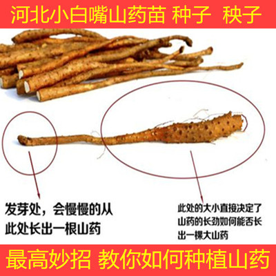 小白嘴铁棍山药种苗怀淮山药种子山药苗种子笼头山药嘴买2送1斤