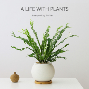 花叶鸟巢蕨盆栽室内办公桌面白月光锦蕨类好养活观叶花卉工位绿植