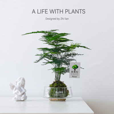 文竹盆栽室内绿植净化空气