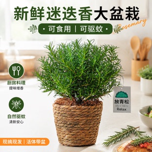 绿植迷迭香盆栽可食用猫薄荷叶苗驱蚊紫苏叶香料香草百里香煎牛排