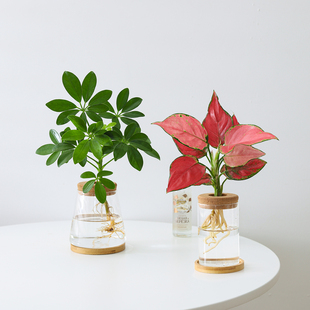 鸭脚木盆栽好养懒人水培植物办公桌面室内工位绿植吉利红花卉盆景