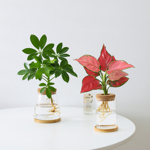 鸭脚木盆栽好养懒人绿植