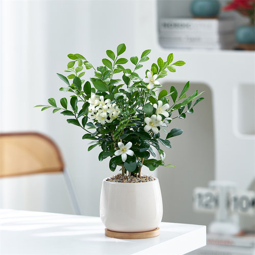 七里香好养桌面绿植浓香净化空气