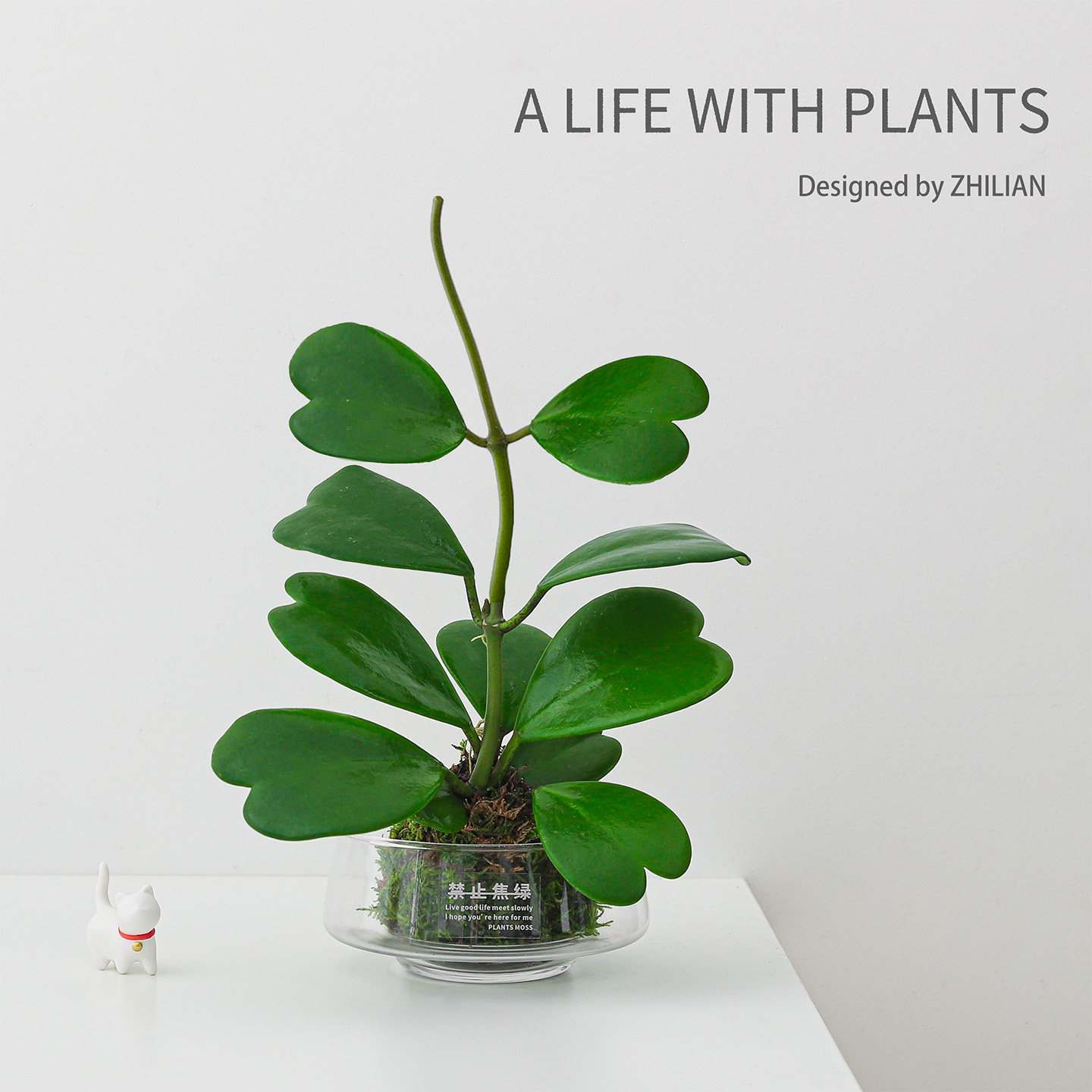 心叶球兰多肉水培植物室内盆栽苔藓球工位桌面绿植懒人好养活花卉