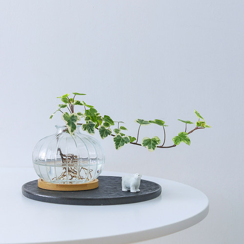 雪莹常春藤盆栽水培绿植