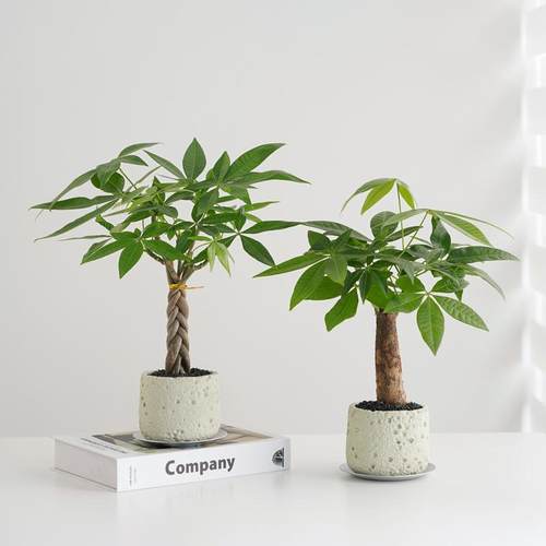 发财树盆栽植物办公室内好养绿植