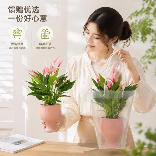 爆花！粉掌送礼颜值封神