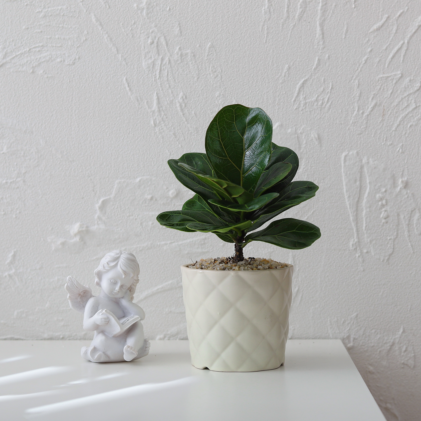 琴叶榕盆栽室内好养观叶客厅