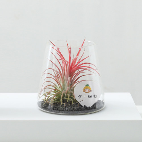 空气凤梨桌面七夕情人生日礼物