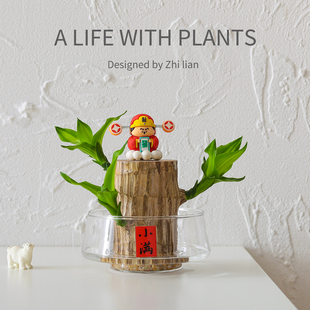 巴西木盆栽室内客厅植物办公室桌面水培绿植懒人好养花卉盆景送礼