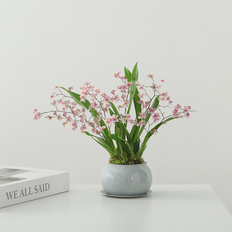 梦香兰盆栽开花盆景绿植