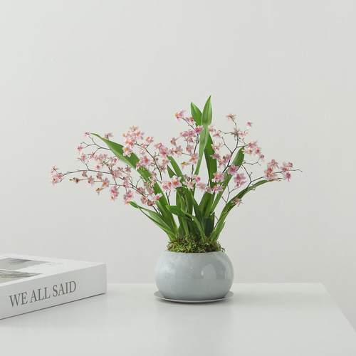 梦香兰盆栽开花盆景绿植