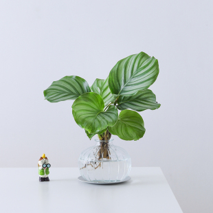 青苹果竹芋盆栽水培植物办公室内桌面客厅花卉春羽养懒人四季好养