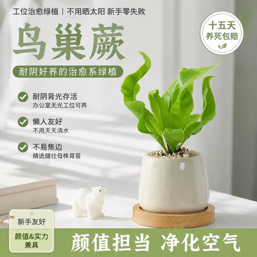 懒人福音！好养的山野绿植