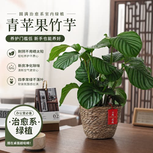 新房祛味小能手，四季常绿超好养