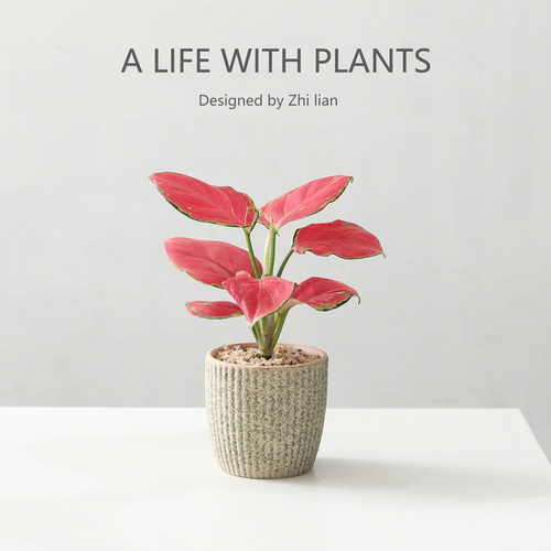 吉利红桌面净化空气盆栽