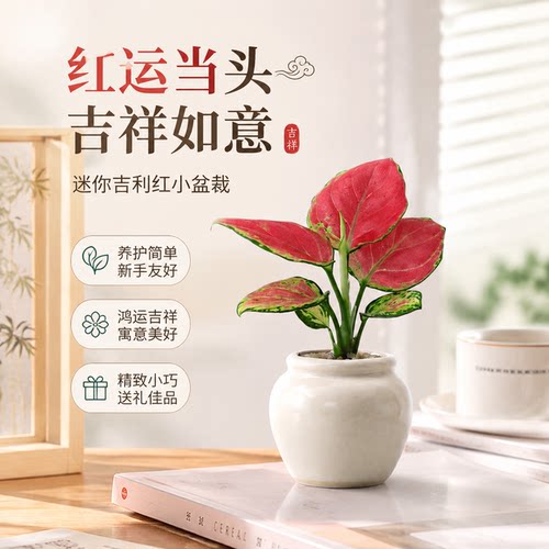 红运当头吉利红，新手养护轻松