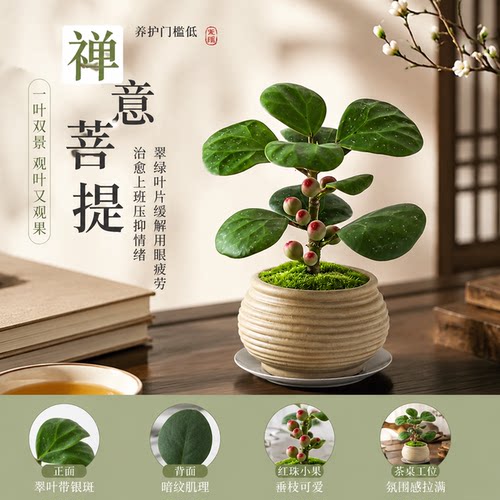 护眼解压菩提新手懒人也能轻松养