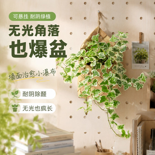 心烦内耗摆它，温柔绿意舒缓心绪