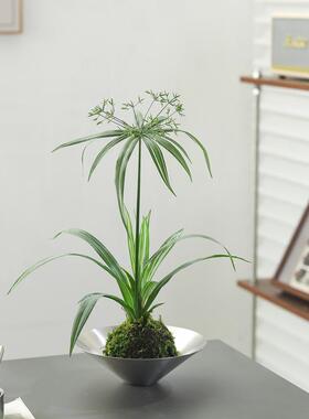 水培植物水竹风车草旱伞草鱼池塘造景净化水质小盆栽鱼缸龟缸绿植