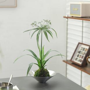 水培植物水竹风车草旱伞草鱼池塘造景净化水质小盆栽鱼缸龟缸绿植