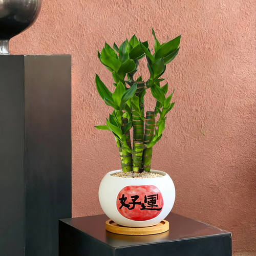 富贵竹盆栽植物节节高绿植