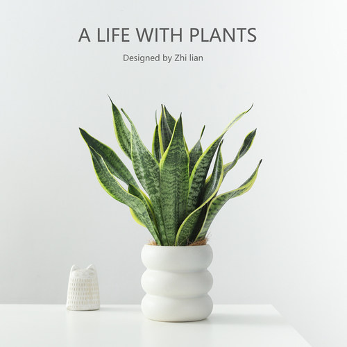 虎皮兰盆栽室内绿植净化空气