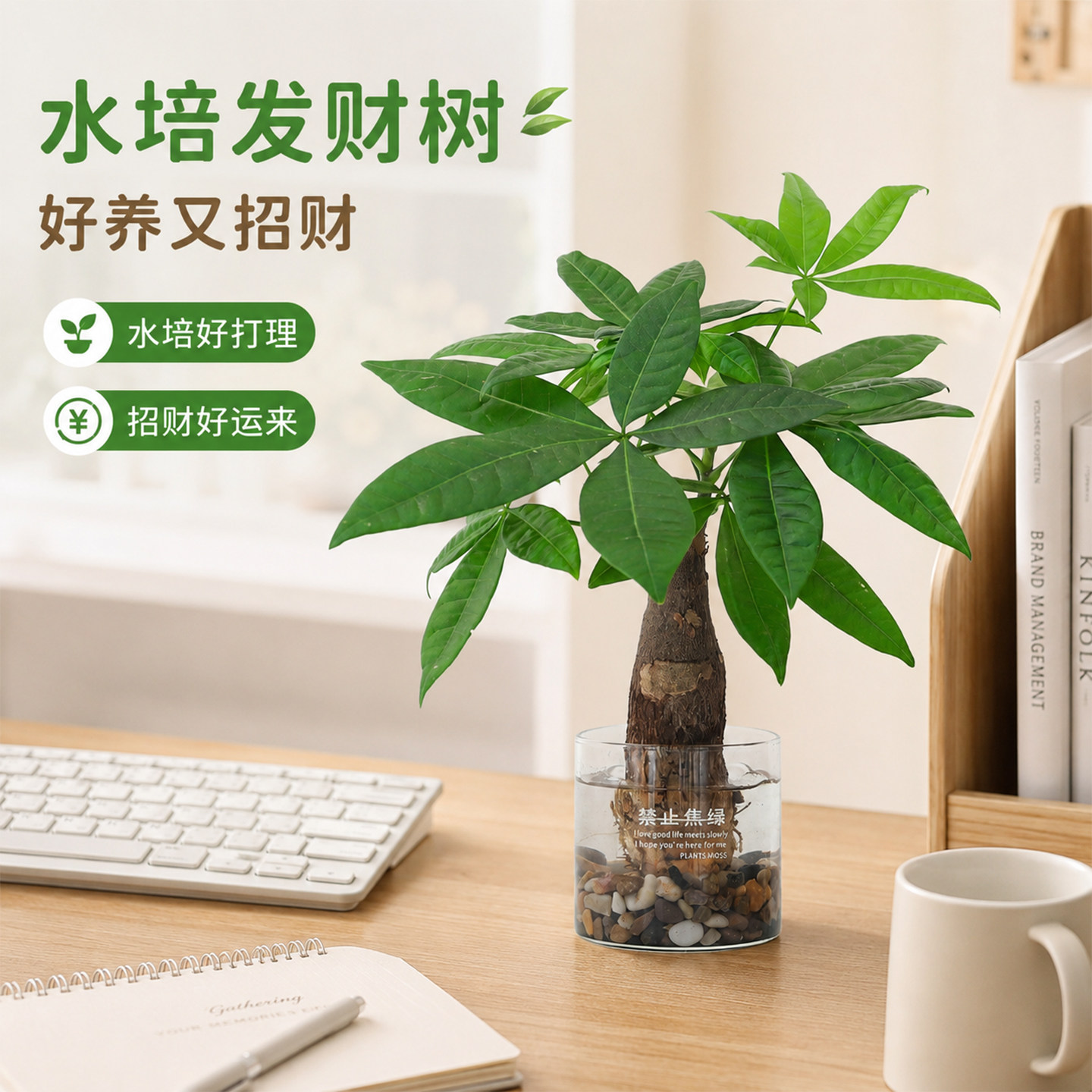 【禁止焦虑】水培发财树小盆栽办公室内桌面懒人四季好养活绿植物