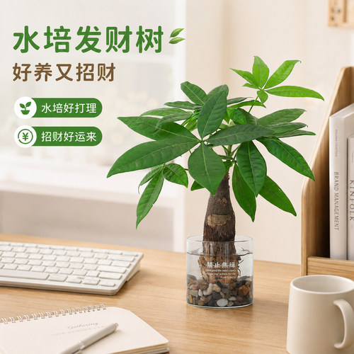 水培发财树，清水养旺财运