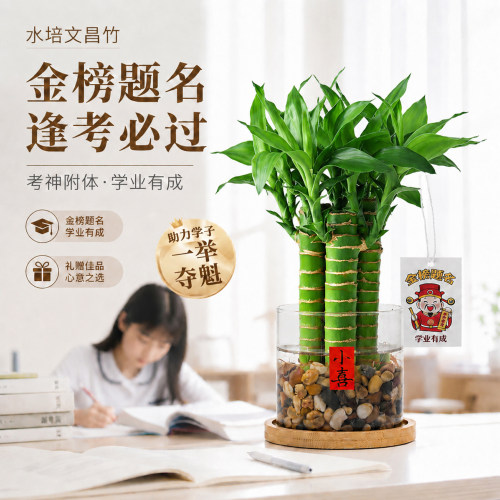文昌竹4支富贵竹金榜题名
