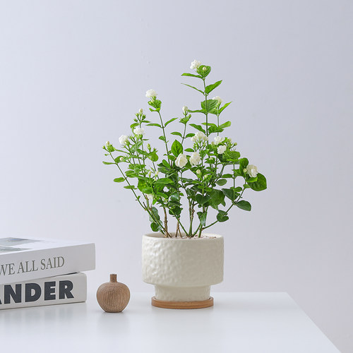 茉莉花盆栽好养活绿植