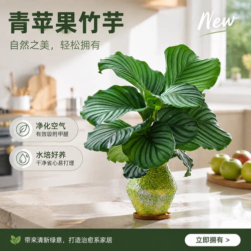 越养越旺！水培零难度竹芋