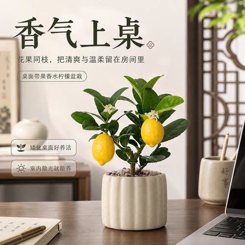 新手轻松栽种，常年开花又结果