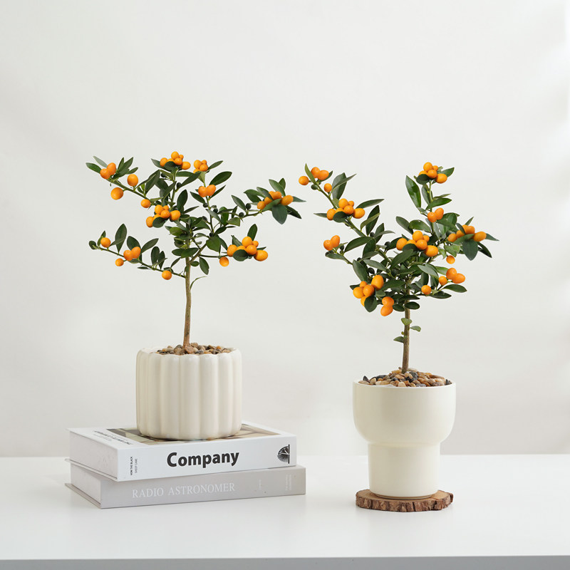 小金豆盆栽带果冬季耐寒植物绿植客厅办公室花卉桌面好养果树盆景