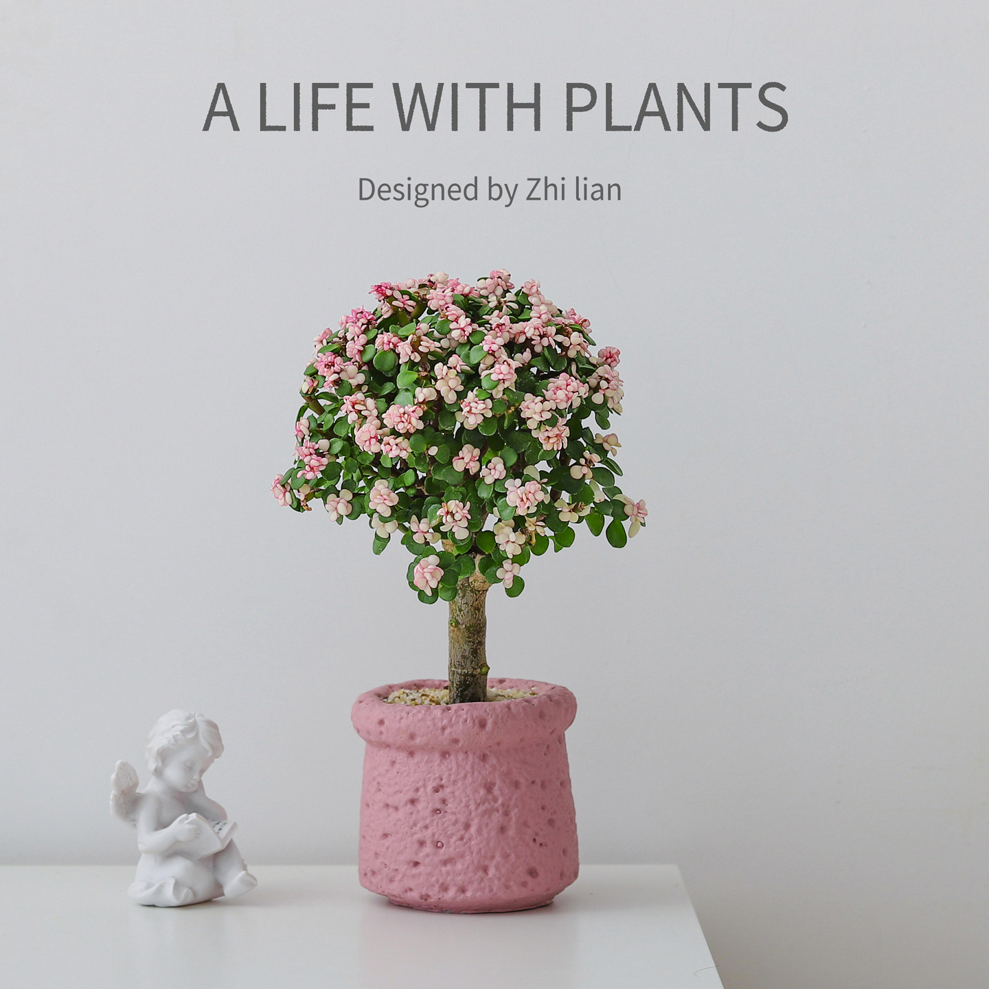 金枝玉叶盆栽多肉植物绿植