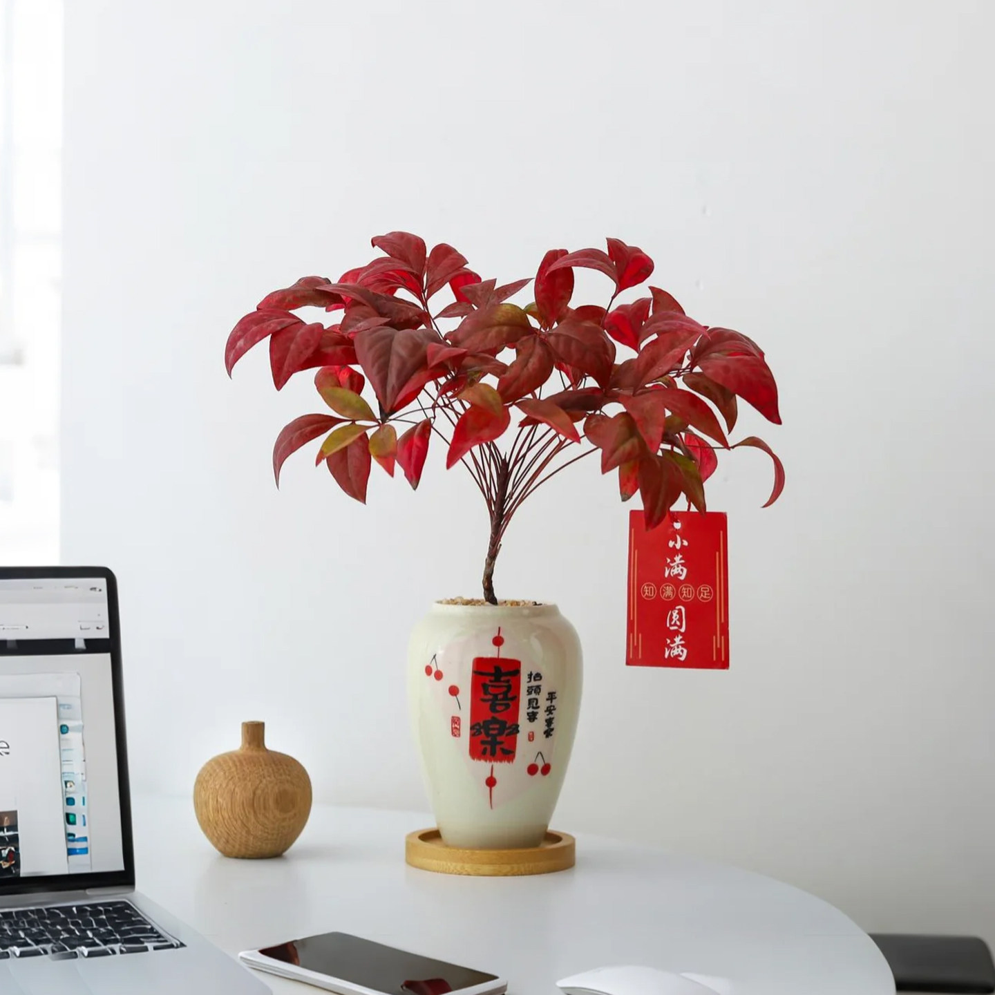 火焰南天竹盆栽办公室工位桌面好养活年宵花过年送礼喜庆花卉盆景,鲜花速递/花卉仿真/绿植园艺,绿植,淘宝优惠券,粉丝福利购,淘宝优惠卷