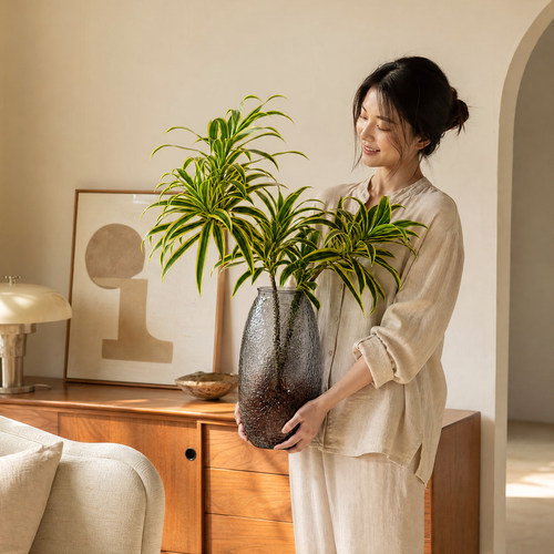 金边百合竹水培桌面盆栽四季易养