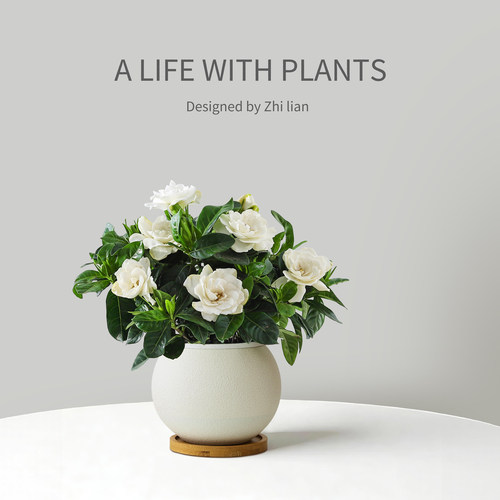 大叶栀子花盆栽室内好养带花苞