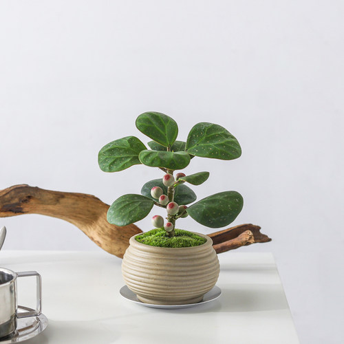 净化空气好养小盼菩提盆景