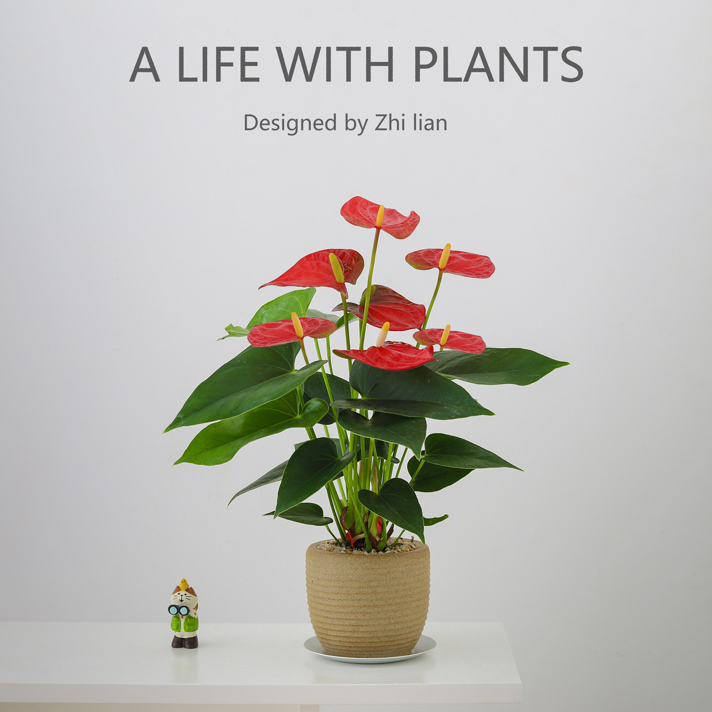 红掌盆栽鸿运当头绿植