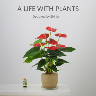 红掌盆栽鸿运当头办公桌面工位绿植花卉懒人好养植物室内客厅盆景