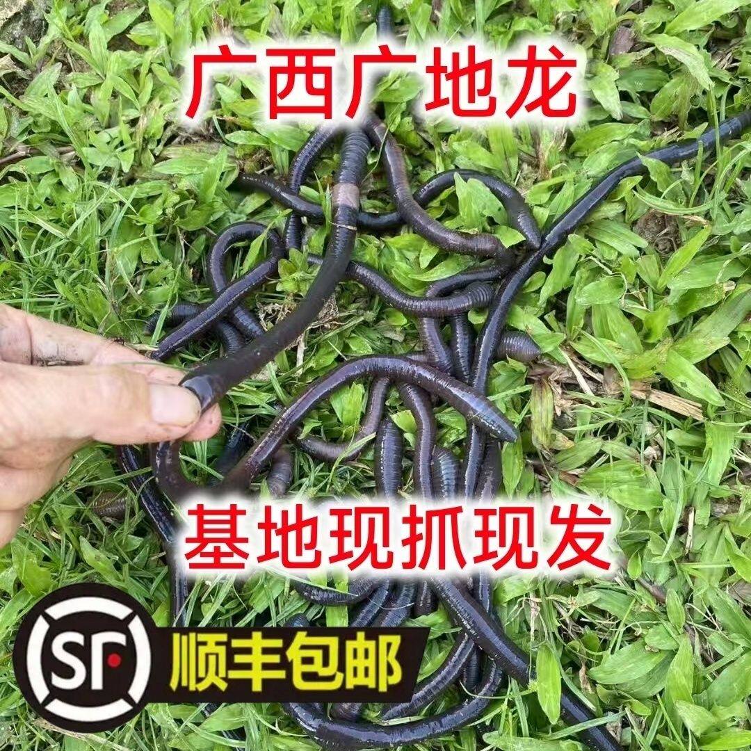 大蚯蚓生鲜活饵料广东惠州发货顺丰包邮足称腥味浓誘鱼快野钓叉尾