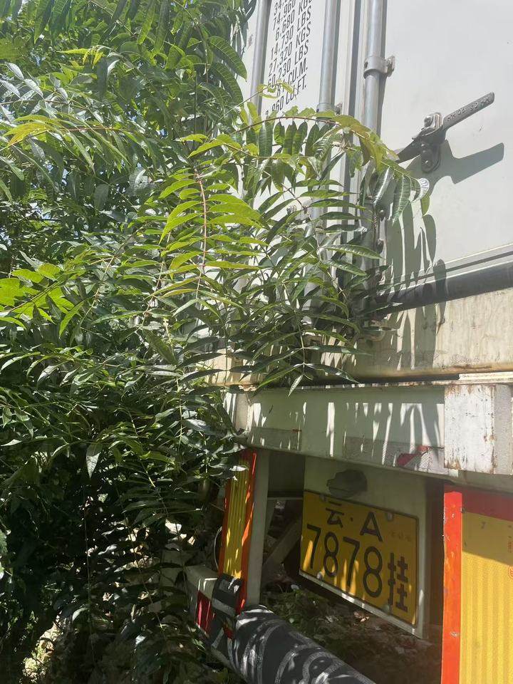 1月5日昆明车架号为GXTS01CICU2757453中集牌冷藏箱网络拍卖公告