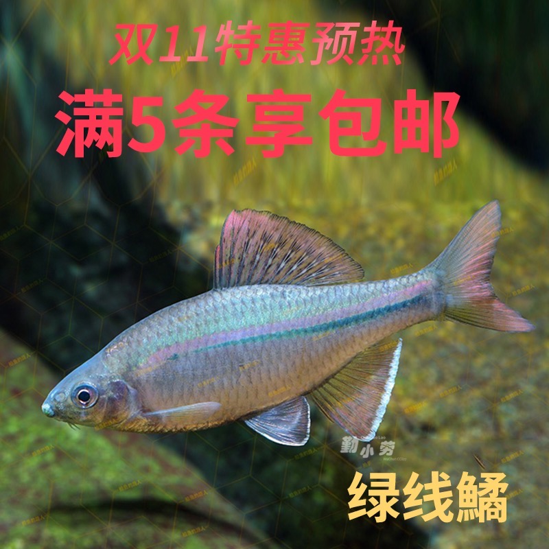 绿线鱊长体鱊蓝色鳑鲏冷水鱼原生溪流中层发色大型除藻饲料群游