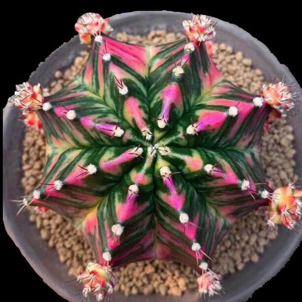 米哈洛维奇牡丹锦 绯牡丹锦 实生 自然锦 盆栽窗台办公桌 仙人球