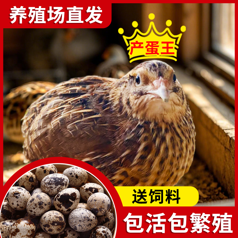 活鹌鹑活苗下蛋鹌鹑活物
