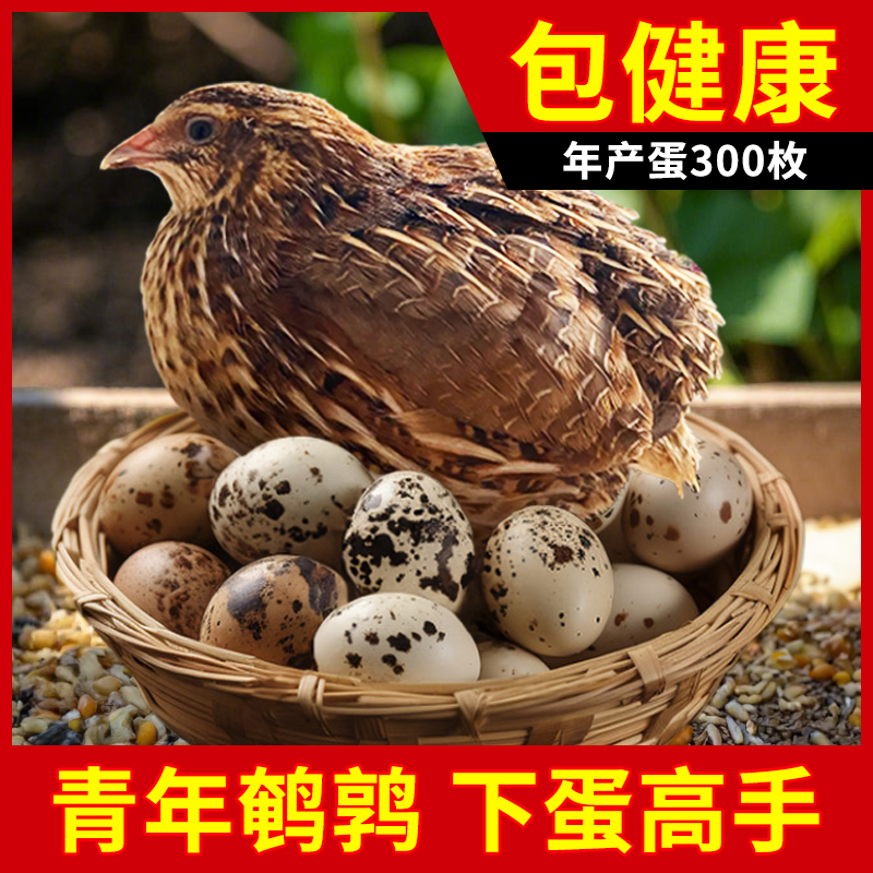 青年鹌鹑活苗包下蛋包活